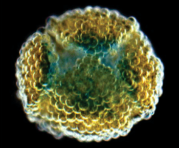 Image: Hollow “ball” formed upon programmed folding of a flat structure that resembles petals of a flower. The folding itself resembles muscle movement (Photo courtesy of Oxford University/G. Villar).